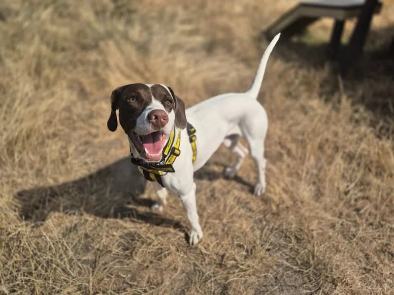 Bonzo, male young mixed breed for adoption at Dogs Trust Cardiff, Cardiff