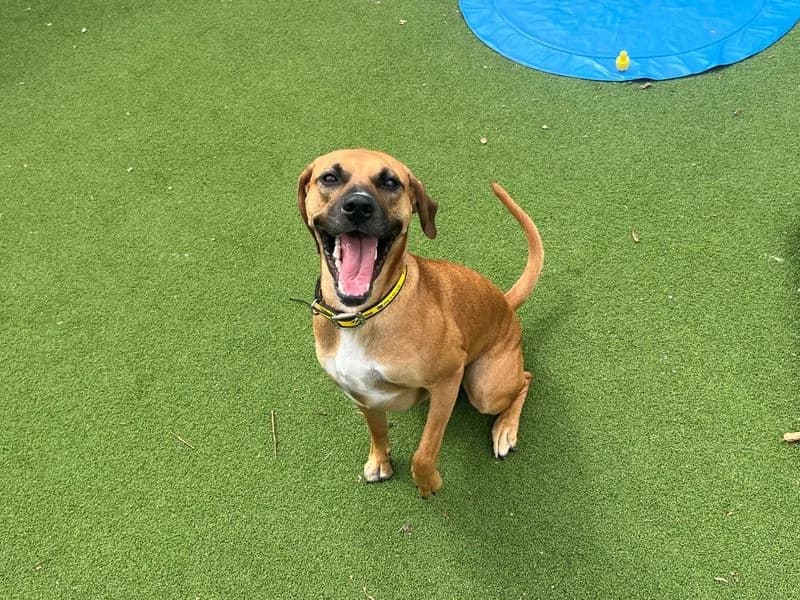 Ruby, female young Rhodesian Ridgeback for adoption at Dogs Trust Cardiff, Cardiff