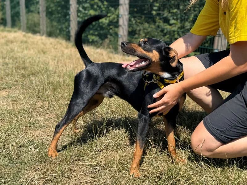 Rex, male young Mixed Breed for adoption at Dogs Trust Cardiff, Cardiff