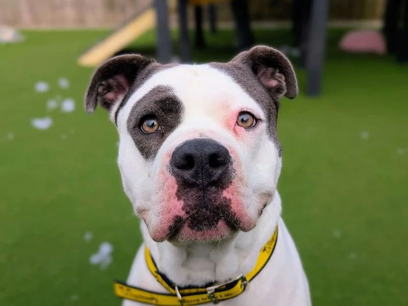 Wilma, female 3yo English Bulldog for adoption at Dogs Trust Cardiff, Cardiff