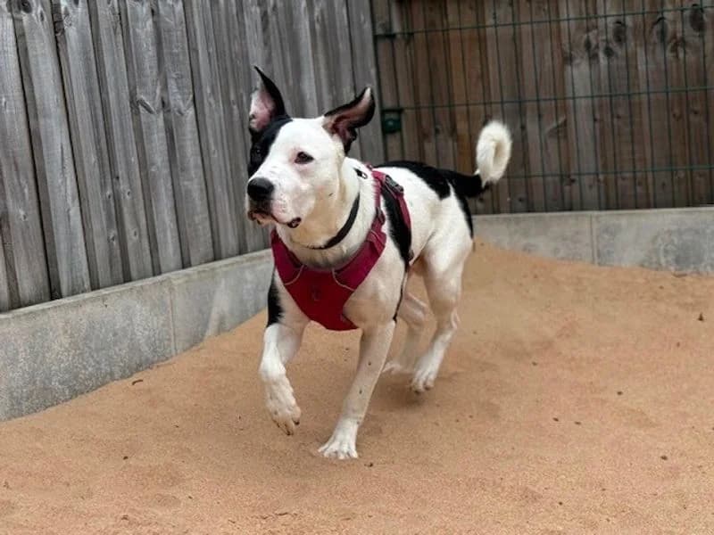 Bouba, male puppy Border Collie for adoption at Dogs Trust Cardiff, Cardiff