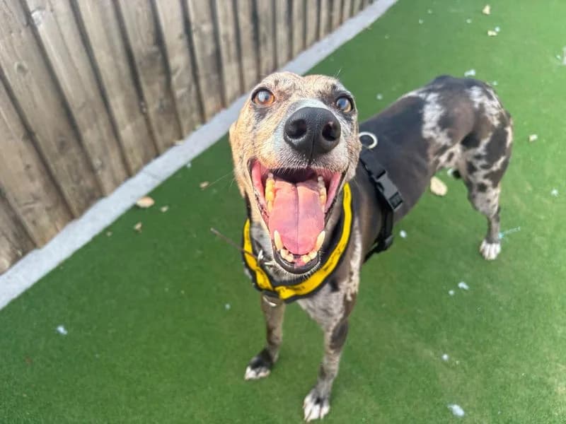 Sam, male senior Border Collie for adoption at Dogs Trust Cardiff, Cardiff