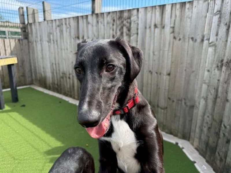 Wario, male puppy mixed breed for adoption at Dogs Trust Cardiff, Cardiff
