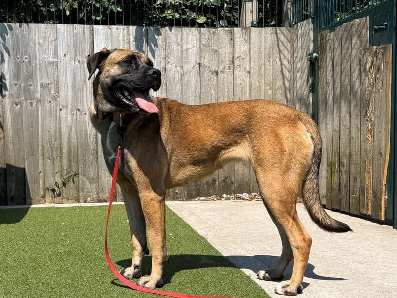 Molly, female young Mixed Breed for adoption at Dogs Trust Cardiff, Cardiff