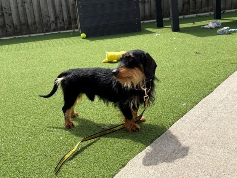 Bake, male young mixed breed for adoption at Dogs Trust Cardiff, Cardiff