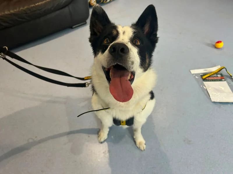Eddie, Border Collie (Dogs Trust Cardiff)
