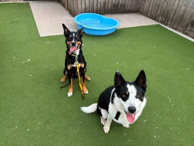 Gus, male 4yo Collie for adoption at Dogs Trust Cardiff, Cardiff
