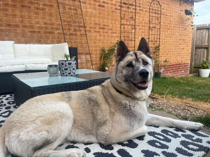 Cassie, female 7yo Husky for adoption at Dogs Trust Cardiff, Cardiff