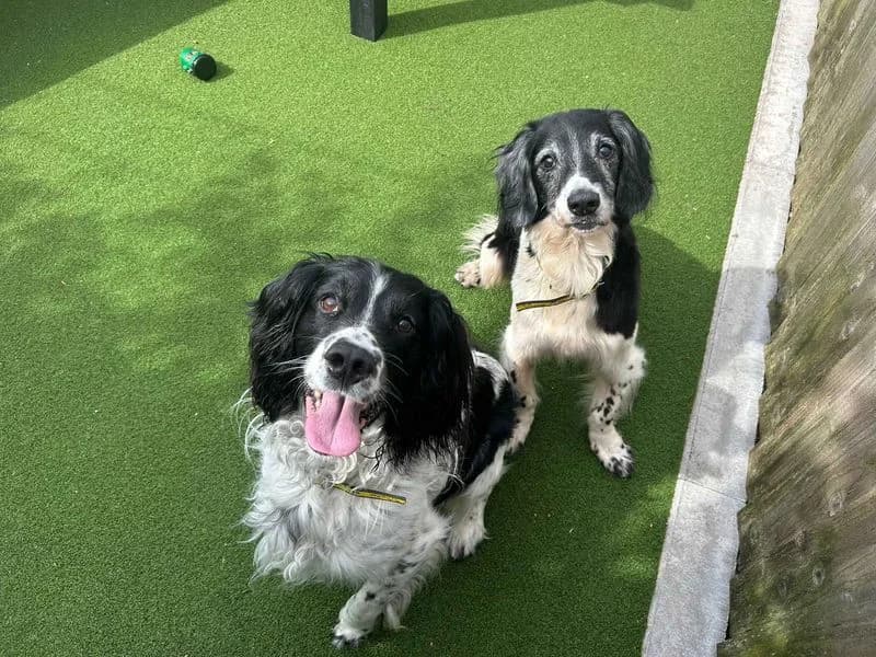 Jerry & George, male senior mixed breed for adoption at Dogs Trust Cardiff, Cardiff