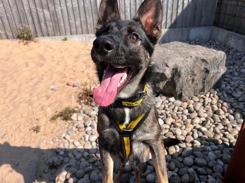 Bonny, female puppy Border Collie for adoption at Dogs Trust Cardiff, Cardiff