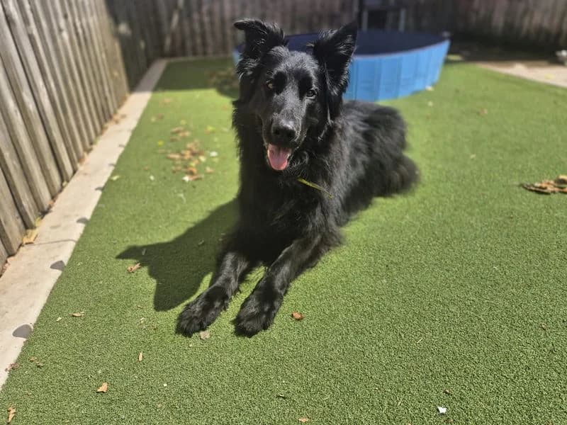 Kai, male 4yo mixed breed for adoption at Dogs Trust Cardiff, Cardiff
