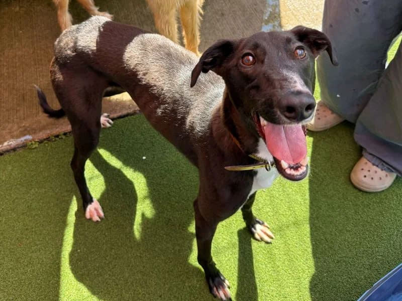 Bones, male young Lurcher for adoption at Dogs Trust Cardiff, Cardiff