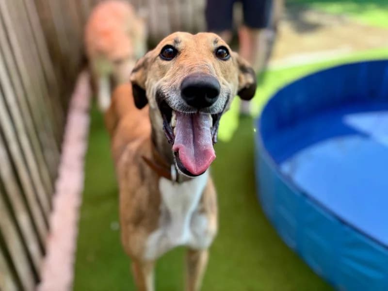 Jabba The Mutt, male young Lurcher for adoption at Dogs Trust Cardiff, Cardiff