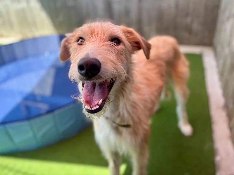 Al Poochino, male young Lurcher for adoption at Dogs Trust Cardiff, Cardiff