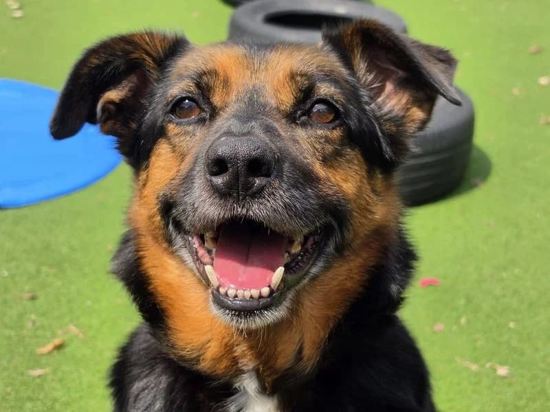 Bark-Tholomew, male 7yo Mixed Breed for adoption at Dogs Trust Cardiff, Cardiff