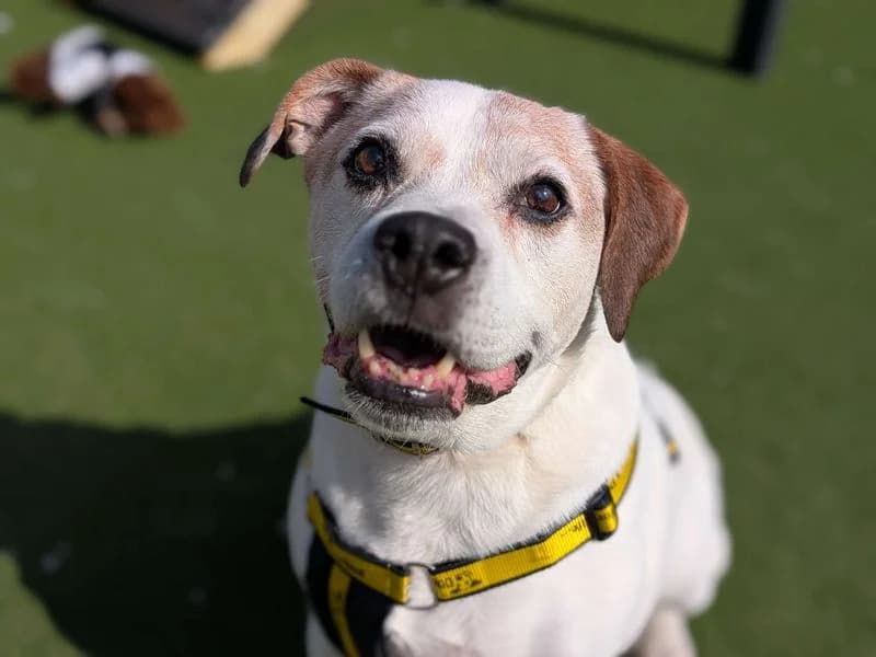 Keith, male senior Beagle for adoption at Dogs Trust Cardiff, Cardiff