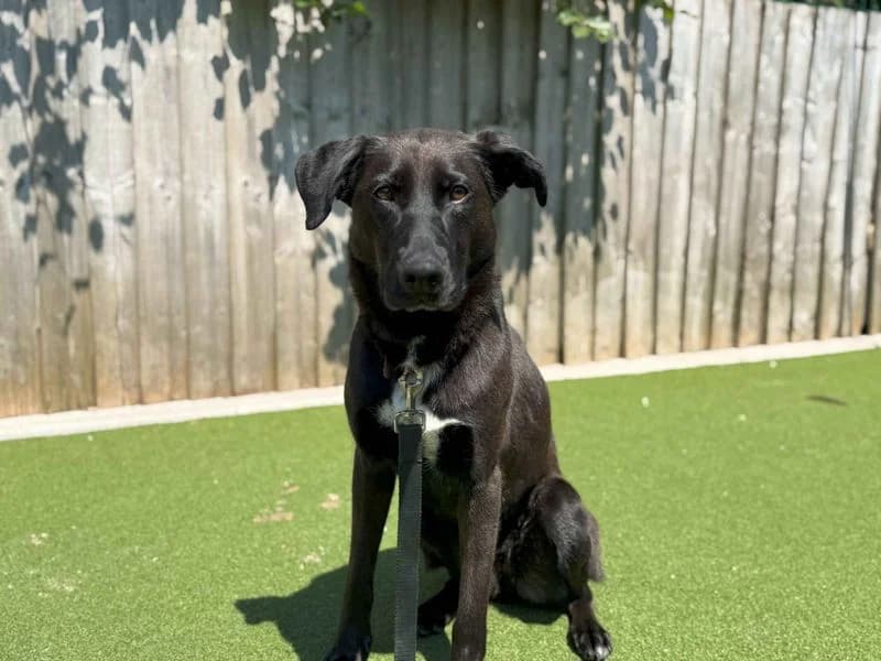 Ginny, female young Labrador Retriever for adoption at Dogs Trust Cardiff, Cardiff