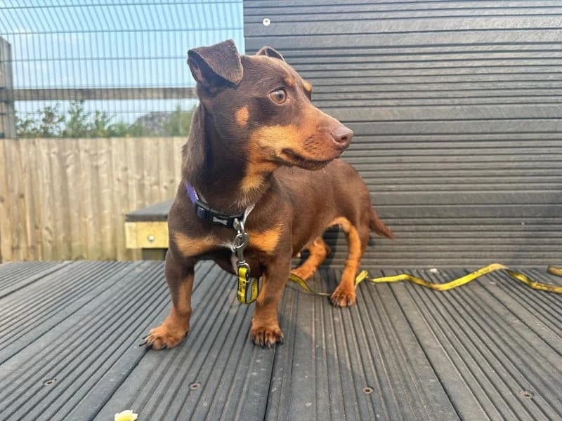 Katya, female 3yo mixed breed for adoption at Dogs Trust Cardiff, Cardiff