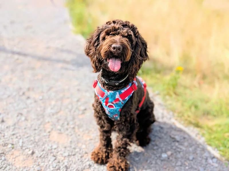 Dougie, male young Cocker Spaniel for adoption at Dogs Trust Cardiff, Cardiff