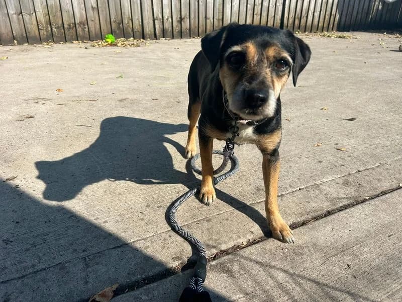 Sneaker, female 7yo Jack Russell Terrier for adoption at Dogs Trust Cardiff, Cardiff