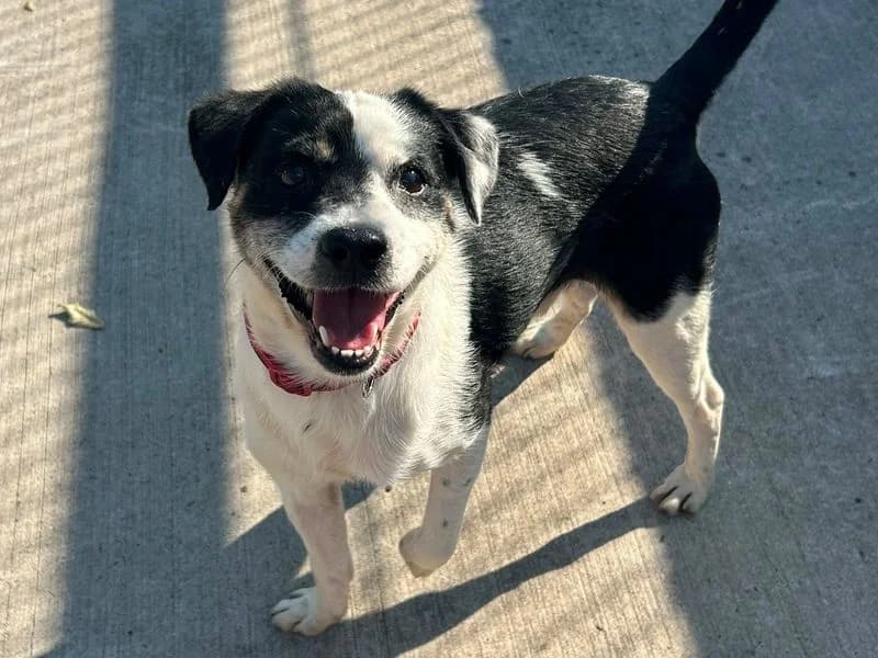 Jimmy Choo, male 5yo Jack Russell Terrier for adoption at Dogs Trust Cardiff, Cardiff