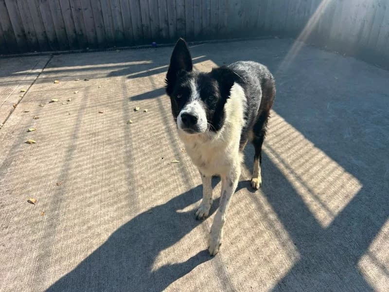 Boots, female senior Border Collie for adoption at Dogs Trust Cardiff, Cardiff