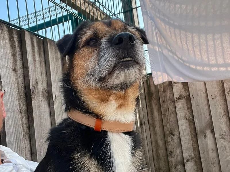 Croc, male 7yo Jack Russell Terrier for adoption at Dogs Trust Cardiff, Cardiff