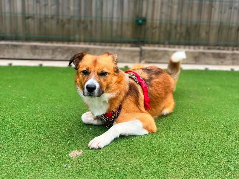 Snoopy, male puppy Border Collie for adoption at Dogs Trust Cardiff, Cardiff
