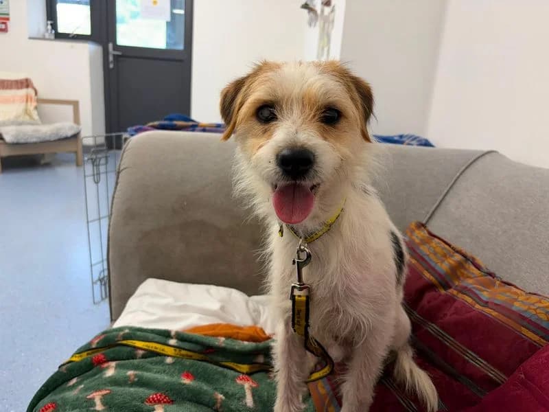 Espadrille, male 3yo Jack Russell Terrier for adoption at Dogs Trust Cardiff, Cardiff