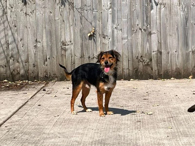 Welly & Mule, male 4yo Mixed Breed for adoption at Dogs Trust Cardiff, Cardiff