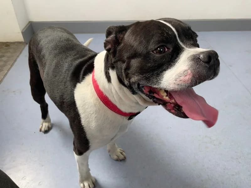 Loma, male 6yo Staffordshire Bull Terrier for adoption at Dogs Trust Cardiff, Cardiff