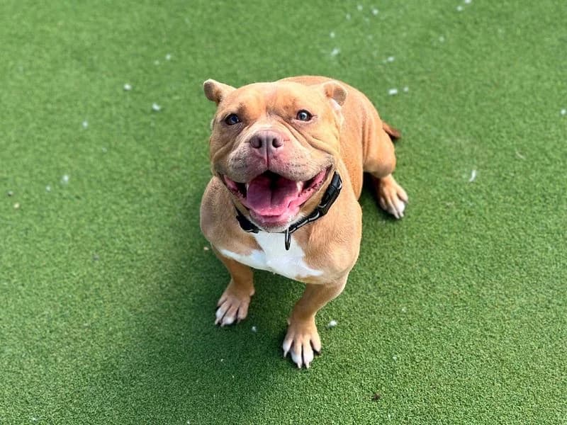 Piggy, female 3yo mixed breed for adoption at Dogs Trust Cardiff, Cardiff