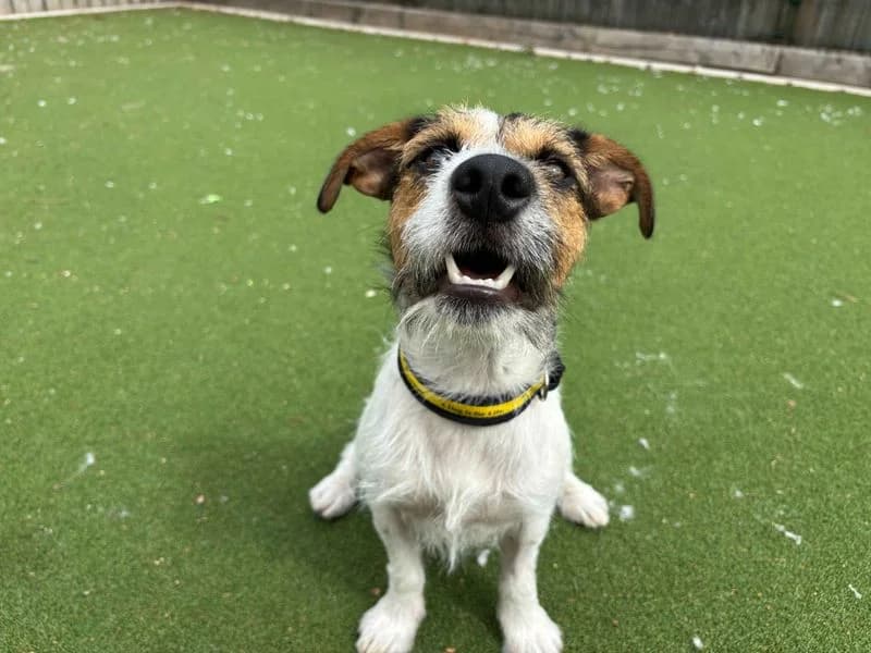 Barry, male young Jack Russell Terrier for adoption at Dogs Trust Cardiff, Cardiff