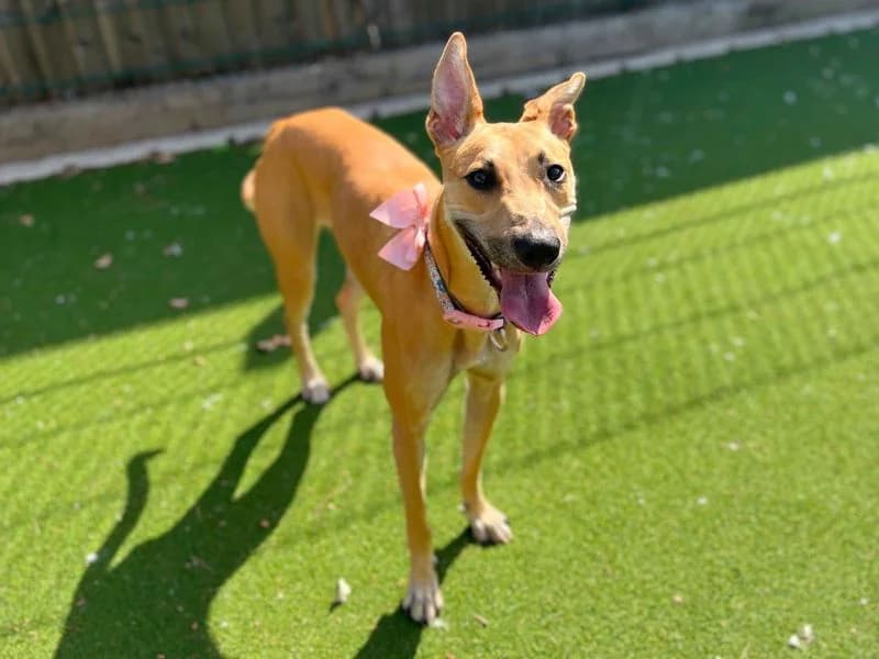 Kida, female young mixed breed for adoption at Dogs Trust Cardiff, Cardiff