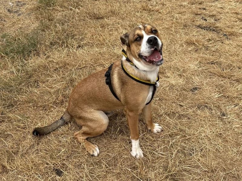 Moose, Staffordshire Bull Terrier (Dogs Trust Cardiff)