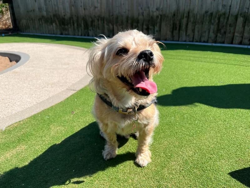 Ronnie, male senior Yorkshire Terrier for adoption at Dogs Trust Cardiff, Cardiff