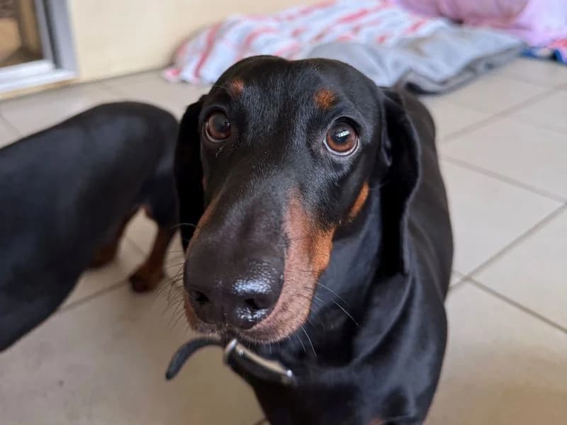 Mac, male 4yo mixed breed for adoption at Dogs Trust Cardiff, Cardiff