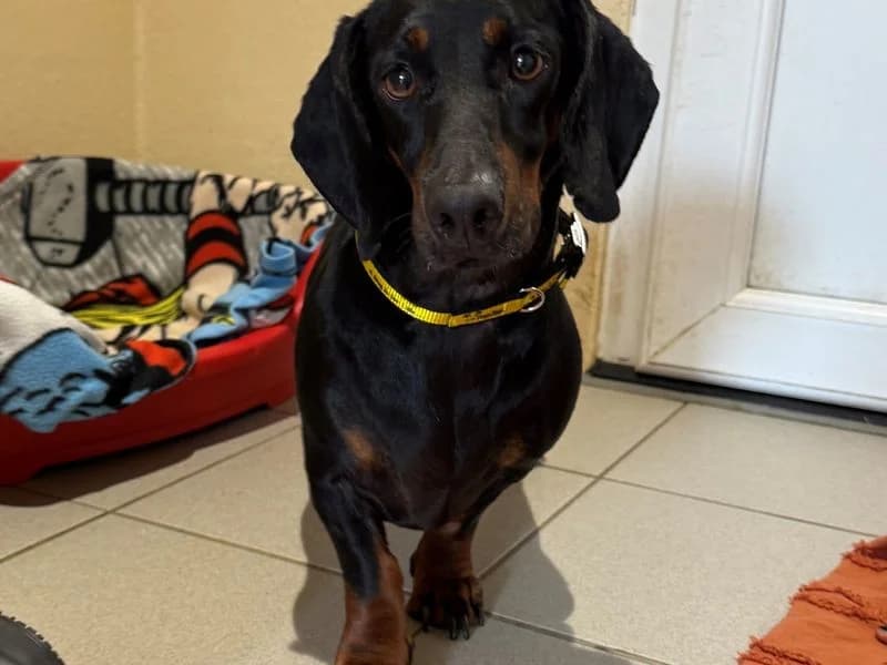 Buzz, male 3yo mixed breed for adoption at Dogs Trust Cardiff, Cardiff