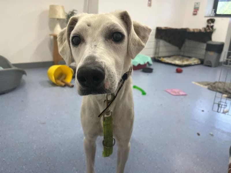 Clive, male young Border Collie for adoption at Dogs Trust Cardiff, Cardiff
