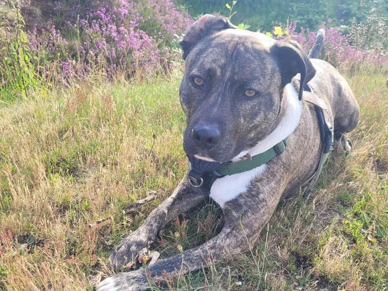 Woody, male 6yo English Bulldog for adoption at Dogs Trust Cardiff, Cardiff