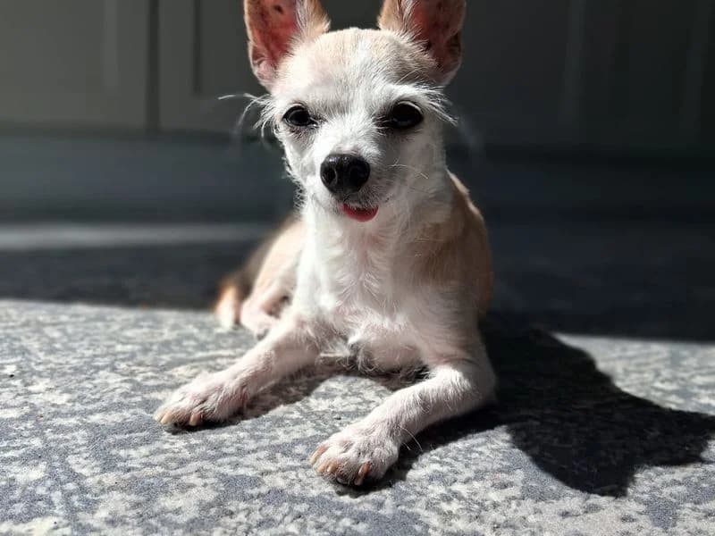 Scooby Doo, male senior Chihuahua for adoption at Dogs Trust Cardiff, Cardiff