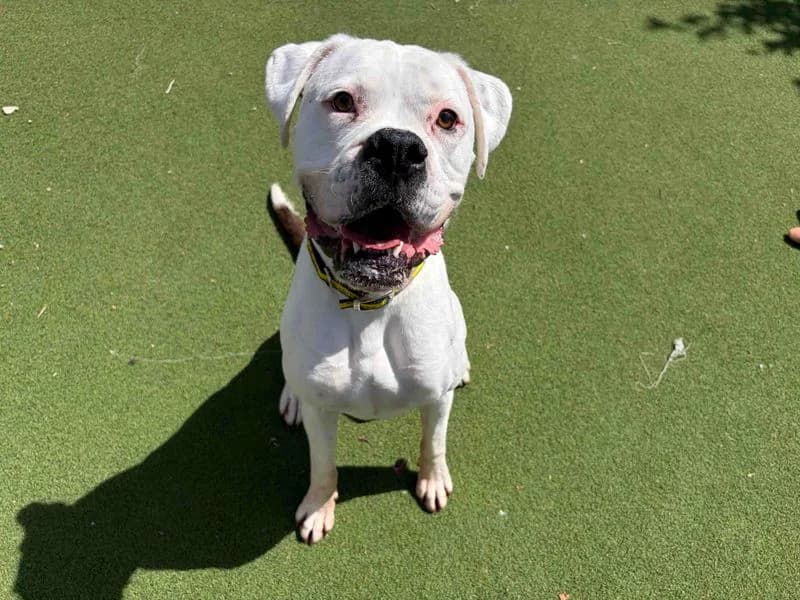 Tic Tac, Mixed Breed (Dogs Trust Cardiff)