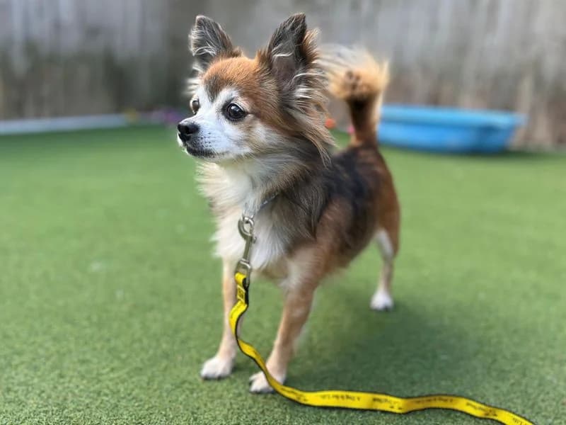 Sunflower, female senior Chihuahua for adoption at Dogs Trust Cardiff, Cardiff