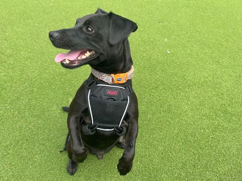 Max, male 5yo mixed breed for adoption at Dogs Trust Cardiff, Cardiff