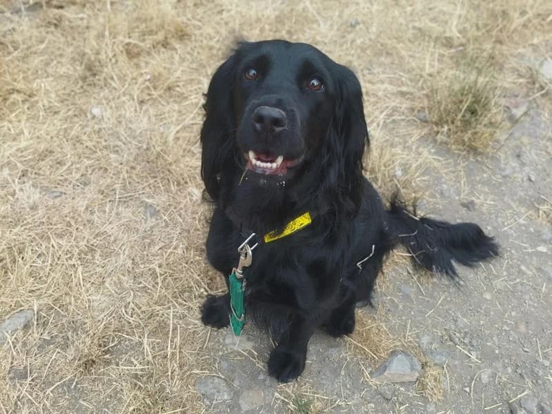 Mabel, female 3yo Cocker Spaniel for adoption at Dogs Trust Cardiff, Cardiff