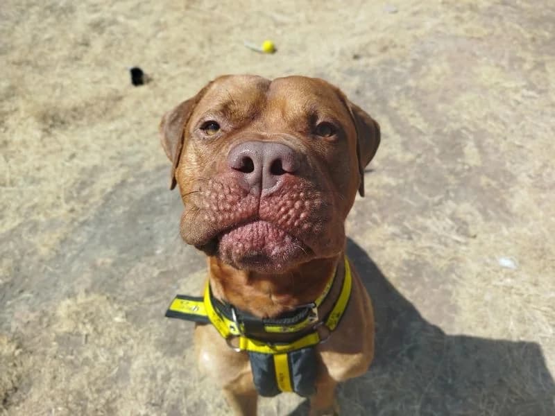 Henri, male 5yo mixed breed for adoption at Dogs Trust Cardiff, Cardiff