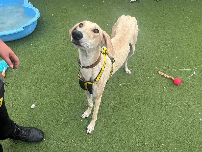 Polly, female young Lurcher for adoption at Dogs Trust Cardiff, Cardiff