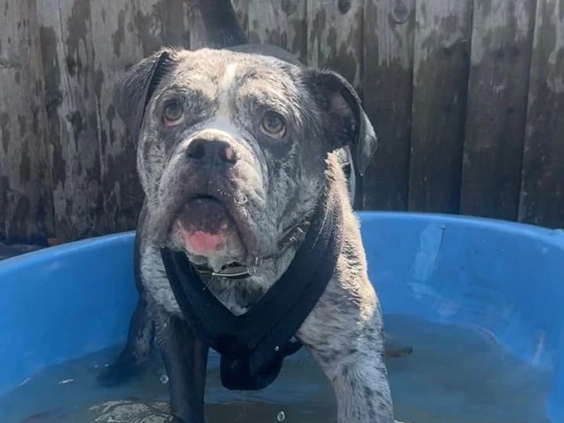 Gray, male 3yo English Bulldog for adoption at Dogs Trust Cardiff, Cardiff