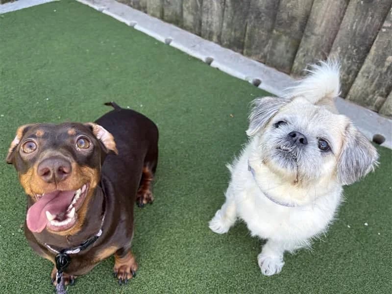Betty & Fable, female senior Shih Tzu for adoption at Dogs Trust Cardiff, Cardiff
