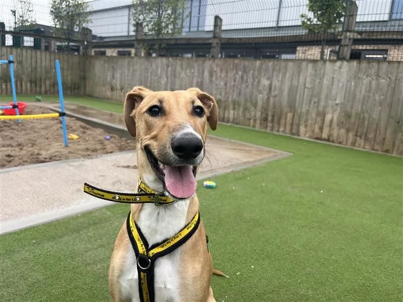 Dexter, male puppy Greyhound for adoption at Dogs Trust Cardiff, Cardiff